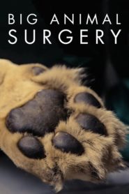 Big Animal Surgery