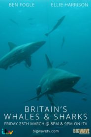 Britain’s Whales and Sharks
