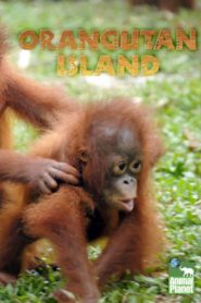 Orangutan Island