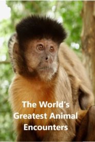 World’s Greatest Animal Encounters